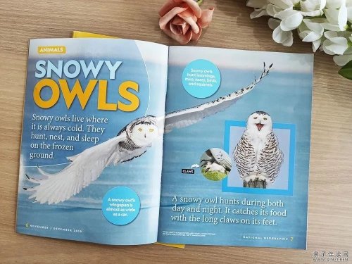 National Geographic Little Kids 2014-2024年11年PDF电子版合集1美国国家地理幼儿版百度云网盘下载